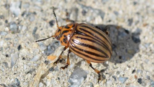 Leptinotarsa decemlineata